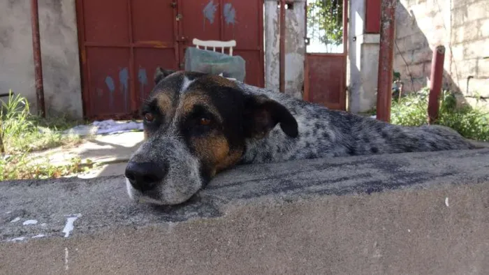Cachorro ra a desconhecida idade 6 ou mais anos nome Lori