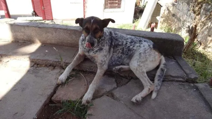 Cachorro ra a desconhecida idade 6 ou mais anos nome Lori