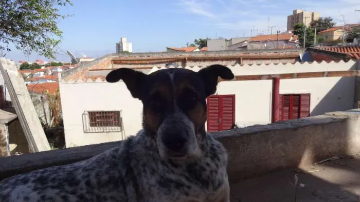Cachorro ra a desconhecida idade 6 ou mais anos nome Lori