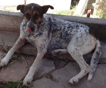 Cachorro ra a desconhecida idade 6 ou mais anos nome Lori