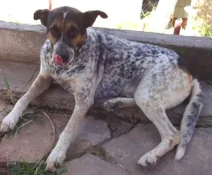 Cachorro raça desconhecida idade 6 ou mais anos nome Lori