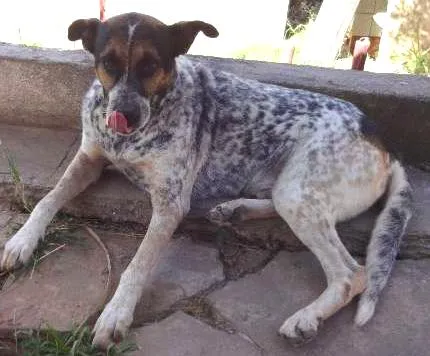 Cachorro ra a desconhecida idade 6 ou mais anos nome Lori
