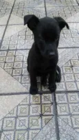 pantera