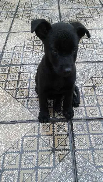 Cachorro ra a comum idade 2 a 6 meses nome pantera