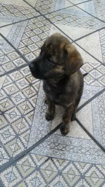 Cachorro ra a comum idade 2 a 6 meses nome tigresa