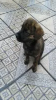 tigresa