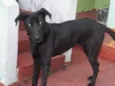 Preto