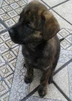 Cachorro ra a comum idade 2 a 6 meses nome tigresa