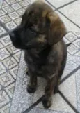 tigresa