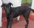 Preto