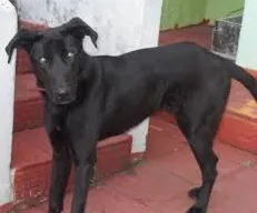 Cachorro ra a Vira lata idade 2 anos nome Preto