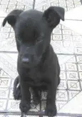 pantera