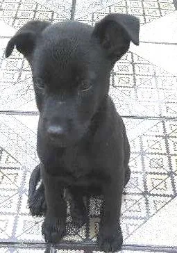 Cachorro raça comum idade 2 a 6 meses nome pantera