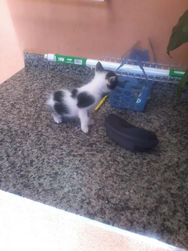 Gato ra a vira latas idade Abaixo de 2 meses nome sem nomes