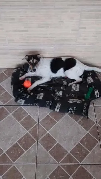 Cachorro ra a Fox Paulistinha idade 2 a 6 meses nome Meg