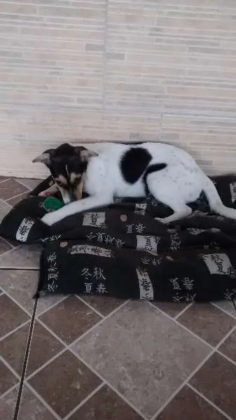 Cachorro ra a Fox Paulistinha idade 2 a 6 meses nome Meg