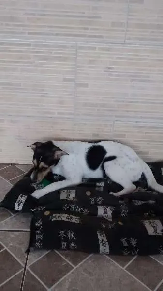 Cachorro ra a Fox Paulistinha idade 2 a 6 meses nome Meg