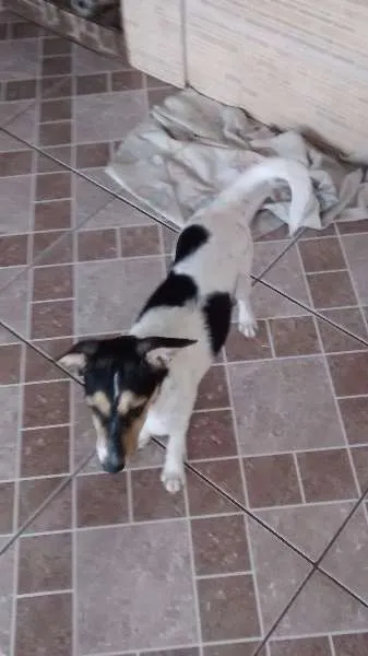 Cachorro ra a Fox Paulistinha idade 2 a 6 meses nome Meg