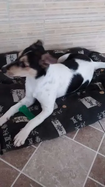Cachorro ra a Fox Paulistinha idade 2 a 6 meses nome Meg
