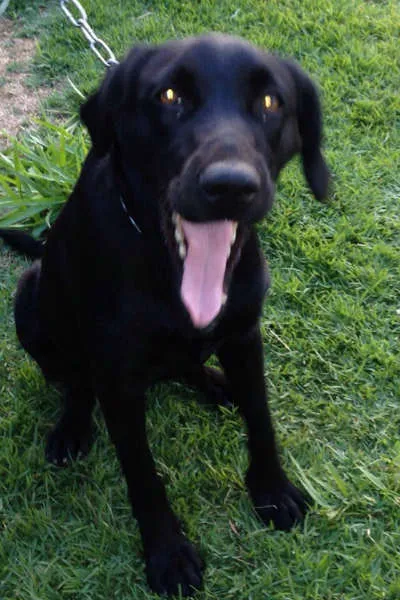 Cachorro ra a  idade 2 anos nome PRETINHA