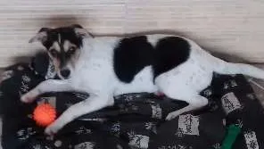 Cachorro ra a Fox Paulistinha idade 2 a 6 meses nome Meg