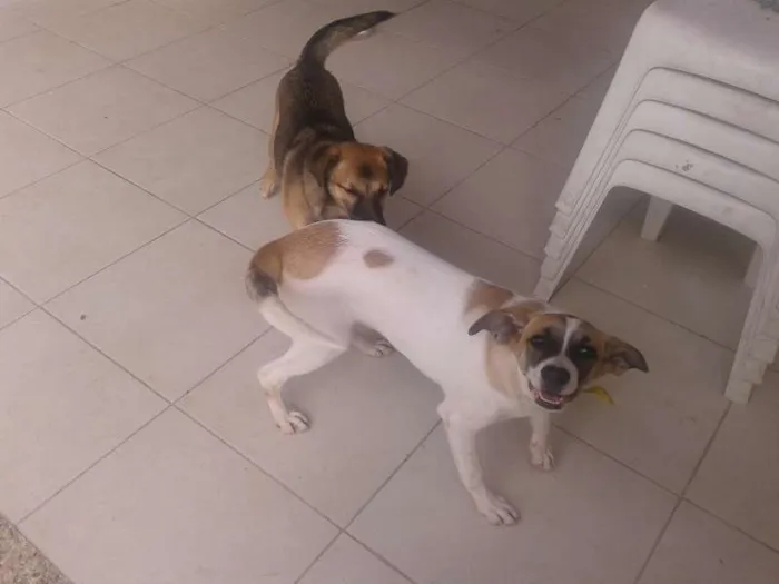 Cachorro ra a vira lata idade 2 a 6 meses nome duque e ursa