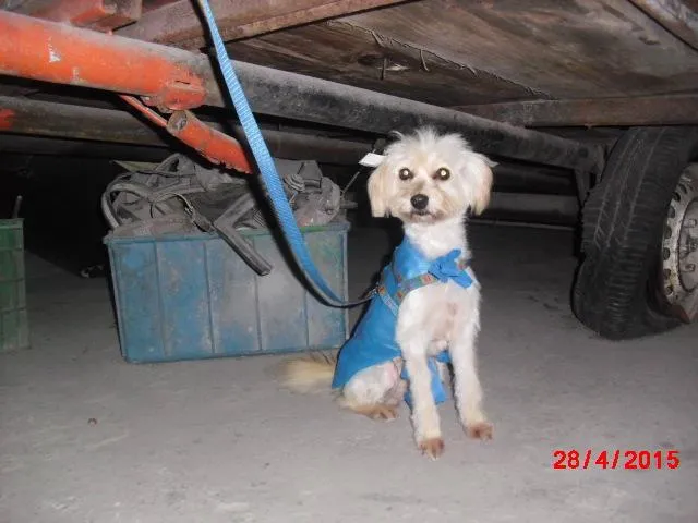 Cachorro ra a Poodle idade 1 ano nome POODLE MANSA