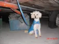POODLE MANSA