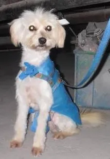 Cachorro raça Poodle idade 1 ano nome POODLE MANSA