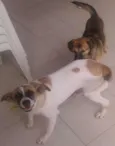 duque e ursa