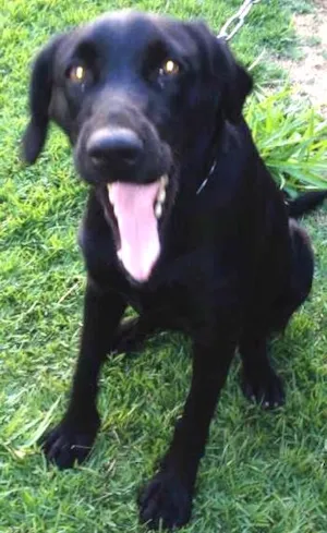 Cachorro raça  idade 2 anos nome PRETINHA
