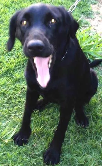 Cachorro ra a  idade 2 anos nome PRETINHA