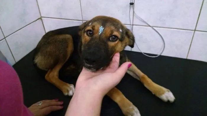 Cachorro ra a sem raça definida idade 7 a 11 meses nome Mel