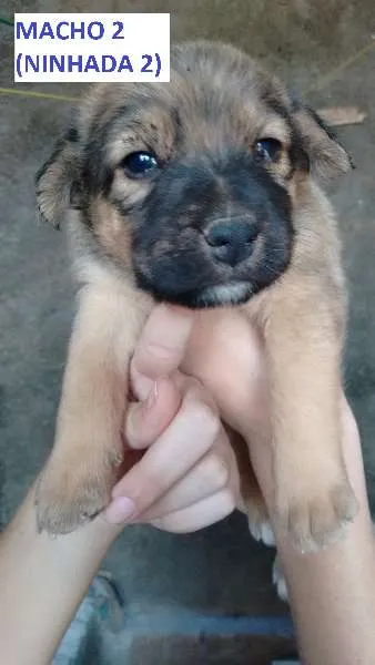 Cachorro ra a SRD idade Abaixo de 2 meses nome sem nome