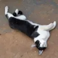 Ivo