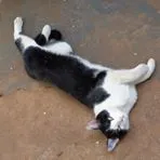 Gato ra a SRD idade 2 anos nome Ivo