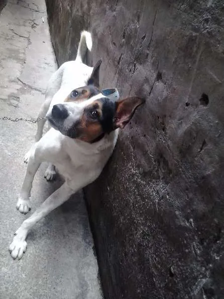 Cachorro ra a SRD idade 3 anos nome Fred