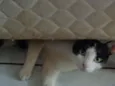 Ivo