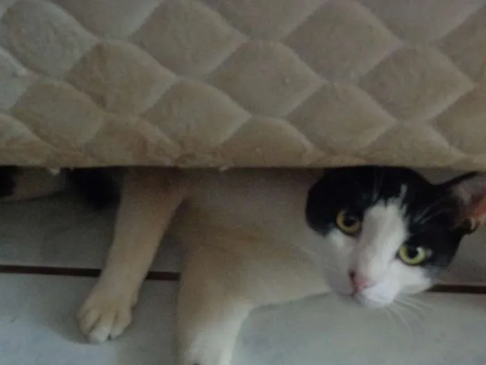Gato ra a SRD idade 2 anos nome Ivo