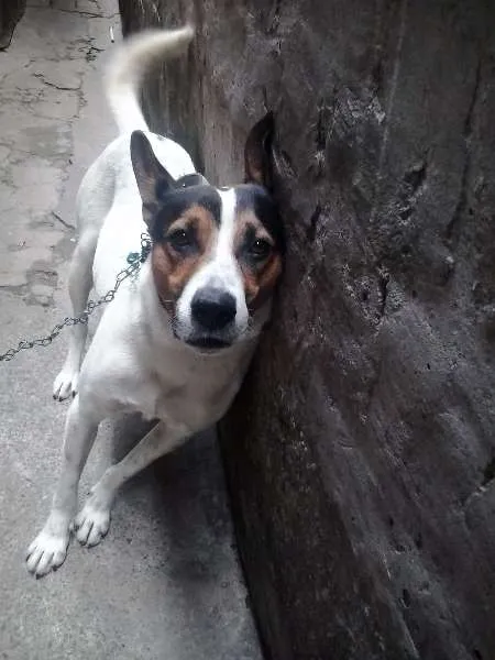 Cachorro ra a SRD idade 3 anos nome Fred