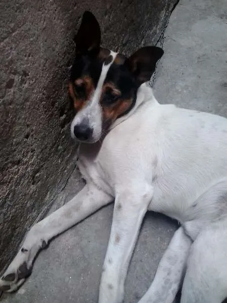 Cachorro ra a SRD idade 3 anos nome Fred