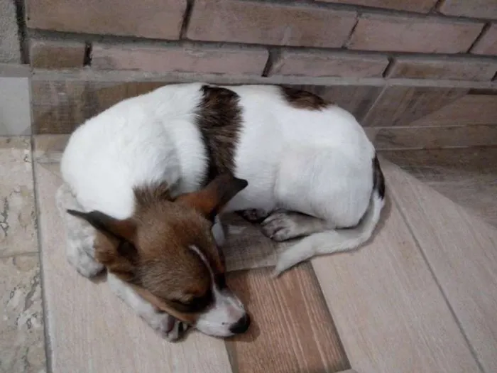 Cachorro ra a SRD idade 7 a 11 meses nome JULY