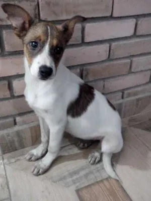 Cachorro raça SRD idade 7 a 11 meses nome JULY