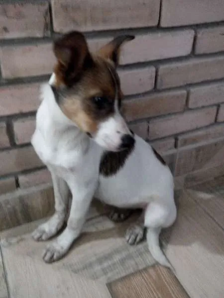 Cachorro ra a SRD idade 7 a 11 meses nome JULY