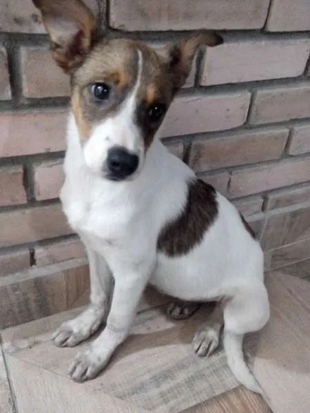 Cachorro ra a SRD idade 7 a 11 meses nome JULY
