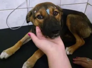 Cachorro raça sem raça definida idade 7 a 11 meses nome Mel