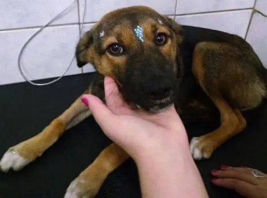 Cachorro ra a sem raça definida idade 7 a 11 meses nome Mel