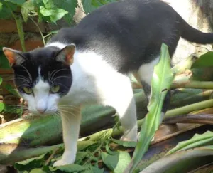 Gato raça SRD idade 2 anos nome Ivo