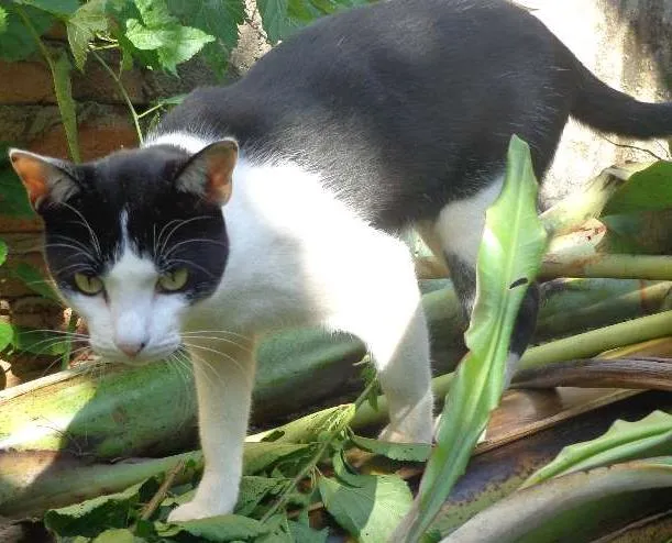 Gato ra a SRD idade 2 anos nome Ivo
