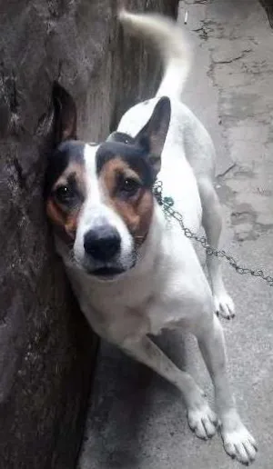 Cachorro raça SRD idade 3 anos nome Fred
